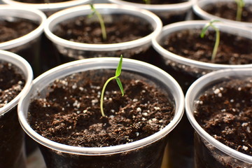 young fresh green seedlings growing  in a pot under the sun