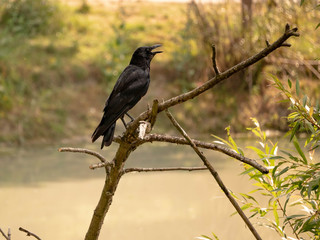 corbeau