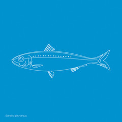 Sardine, Sardina pilchardus, silhouette blue symbol 