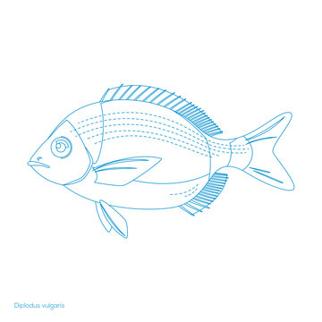 Black Bream Fish, Diplodus vulgaris, silhouette blue symbol 