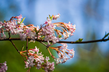 Branch with pink blossoms at spring
