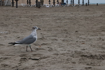 gaviota