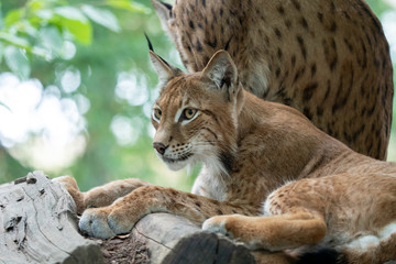 lynx