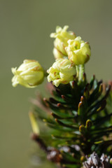 Close-up view of growing Siberian Juniper (Juniperus sibirica Burgsd), yellow flowers of medicinal evergreen coniferous plant on sunny day. Wild flora of Kamchatka Region, Russian Far East.