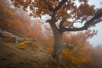 Autumn landscape of foggy forest.