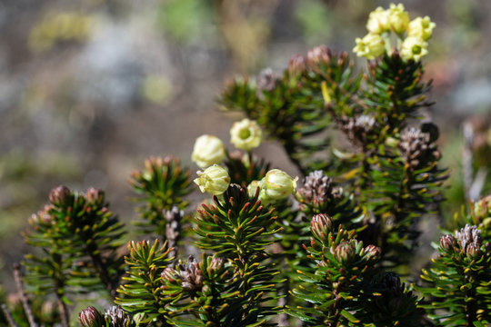 รูปภาพSibirica – เลือกดูภาพถ่ายสต็อก เวกเตอร์ และวิดีโอ3,292 | Adobe Stock