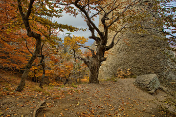 Autumn landscape of foggy forest.