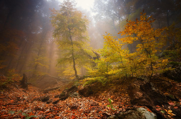 Autumn landscape of foggy forest.