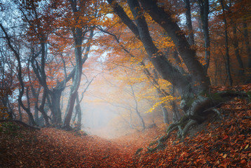 Autumn landscape of foggy forest.