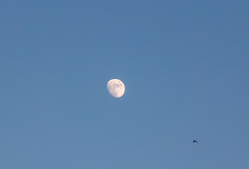 Moon
