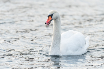 Naklejka premium Portrait of a white swan on the danube in Vienna