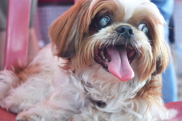 Dog sitting on a chair