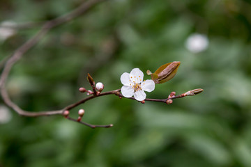 Delicate spring blossom, with a shallow depth of field