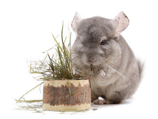 Сute furry chinchilla standing above stump with dry grass on white background © DiMar