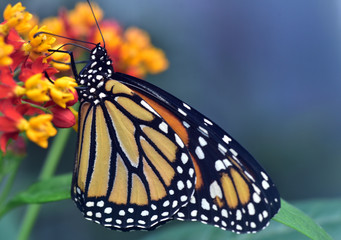 Nahaufnahme eines Monarch Schmetterlings an einer Blüte