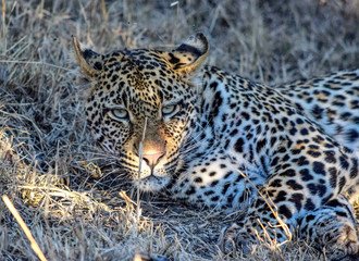 lazy leopard