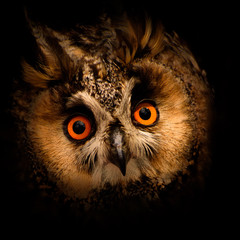 Portrait of owl, Asio otus, with black background