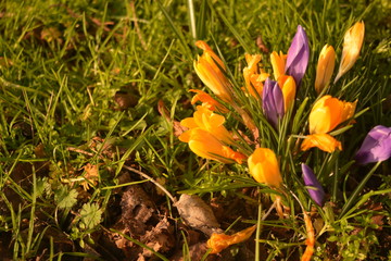 yellow and violet crocus flowers in a field