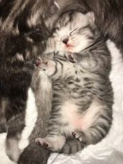 Fototapeta premium cat and kitten