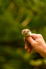 closeup of hand holding an bird