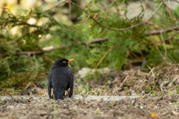 A male blackbird sitting on the ground