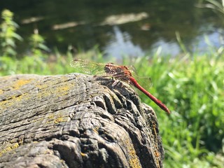 Dragonfly on a tree stump 