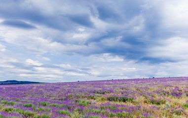Naklejka na ściany i meble Lavender field in cloudy weather