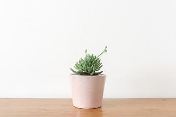 Closeup of succulent plant in pink pot on wooden table (selective focus)