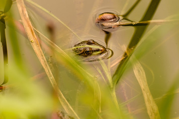Frog in water, Pelophylax esculentus