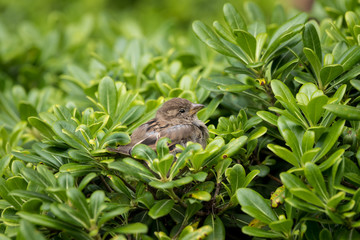 A female house sparrow sitting in a green bush