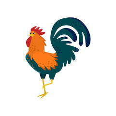 Farm rooster, cock portrait isolated on white background