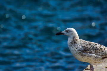 seagull on a rock