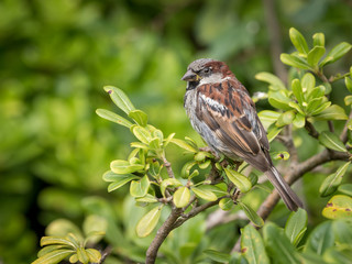 A male house sparrow sitting in a green bush