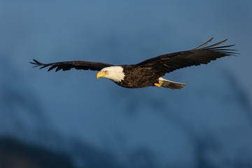 Bald eagle in Alaska