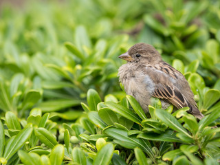 A female house sparrow sitting in a green bush