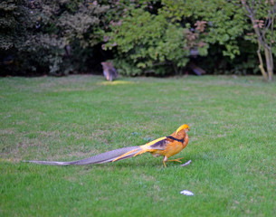Yellow gold pheasant (Phasianidae, Chrysolophus pictus) walking in the park. Selective focus