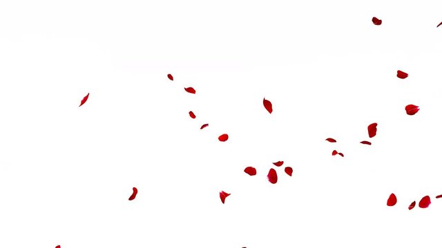 Red rose petals smoothly fly sideways on a white and black background. Alpha channel. The quality of 4K