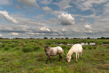 A white and grey horse in Brière Regional Natural Park