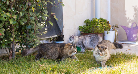 Beautiful furry kittens outdoor, siberian purebred cata in relax on the grass green