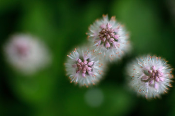 Tiarella cordifolia, Allegheny foamflower, blooms in May, New York State USA