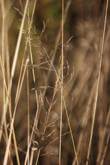 Dried grass texture. Abstract background