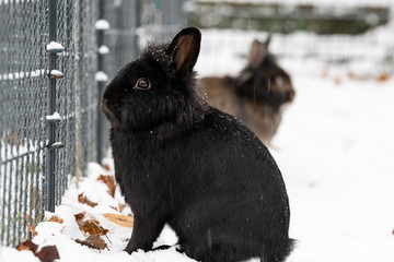 A black dwarf rabbit sitting in the snow