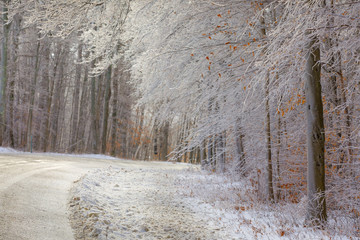 Ice coating tree branches, winter wonderland in Otsego County, New York State, USA.