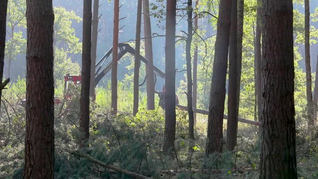 Wood harvester sawing pine tree. A cut-to-length (CTL) forest harvester. Pine Forest Harvesting Machine. Logging Equipment. The forestry industry. The harvester lumberjack working in a forest. 