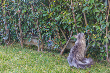 Grey cat outdoor, siberian purebred kitten in relax in a garden