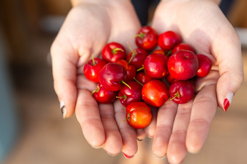 Close-up of woman's hand full of fresh "Acerola" cherry fruits. The acerola juice contains 40 to 80 times more vitamin "C" than lemon or orange juice.