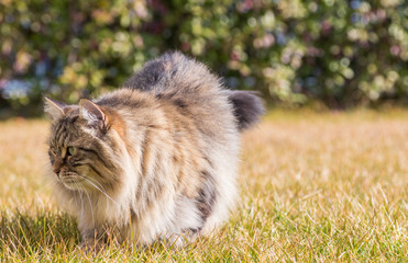Naklejka na ściany i meble Pretty haired kitten outdoor, siberian purebred cat in relax in a garden