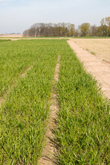  A cultivated field growing out of the ground