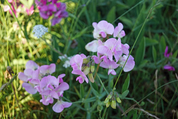 Flowers and plants at the ferry terminal in Hoek van Holland