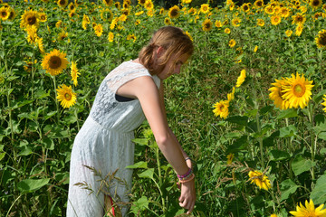 Mädchen im weißen Kleid pflügt eine Sonnenblume im großen Sonnenblumenfeld